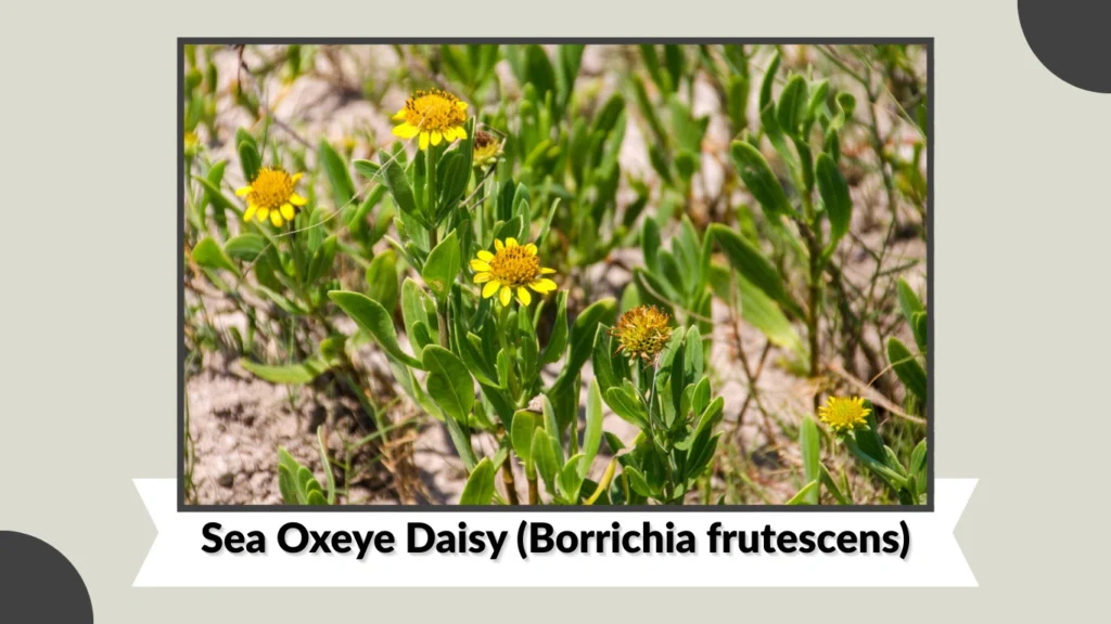 Sea Oxeye Daisy (Borrichia frutescens)