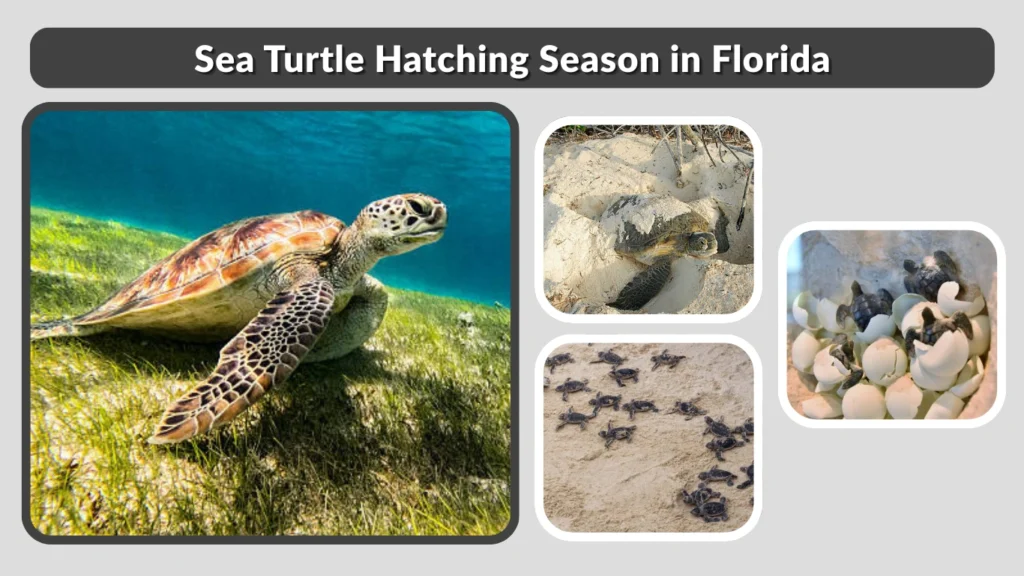 Sea Turtle Hatching Season in Florida