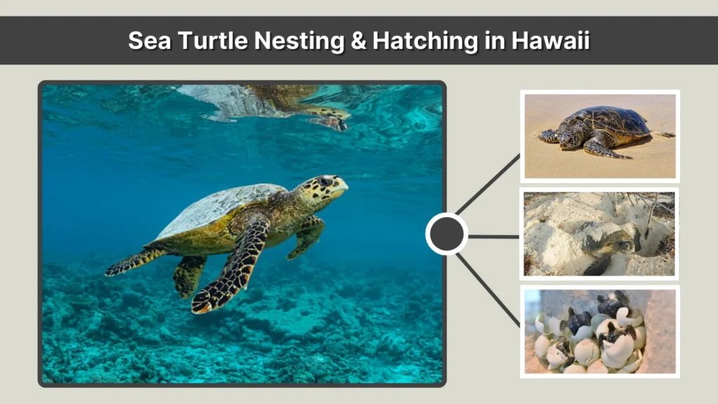 Sea Turtle Nesting & Hatching in Hawaii