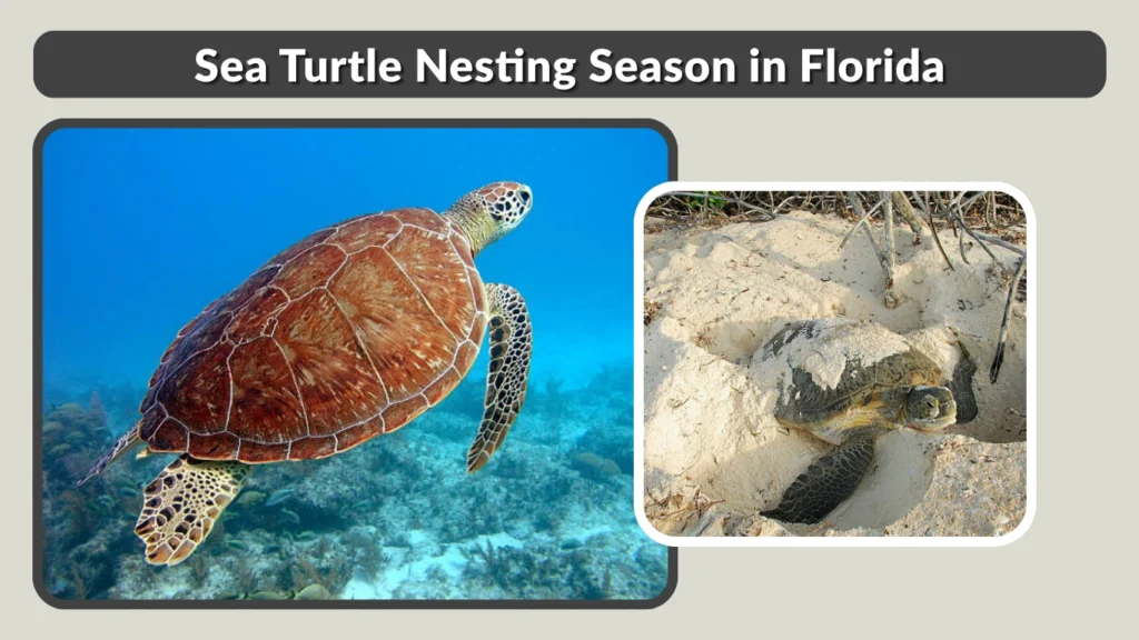 Sea Turtle Nesting Season in Florida