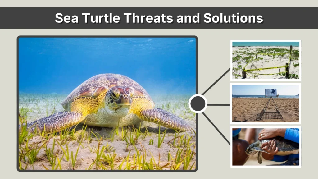 Sea Turtle Threats and Solutions