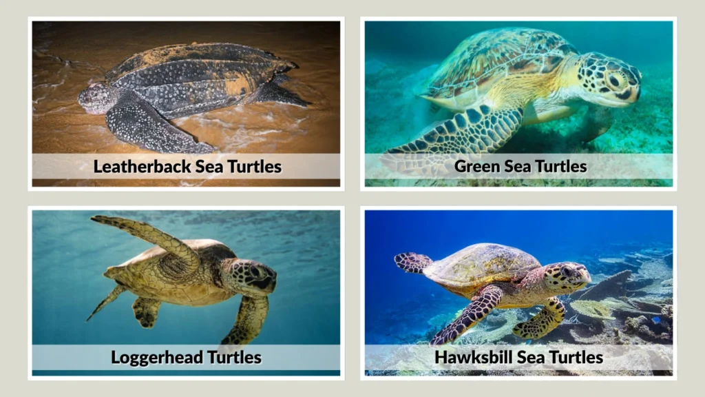 Species-Specific Feeding Behavior