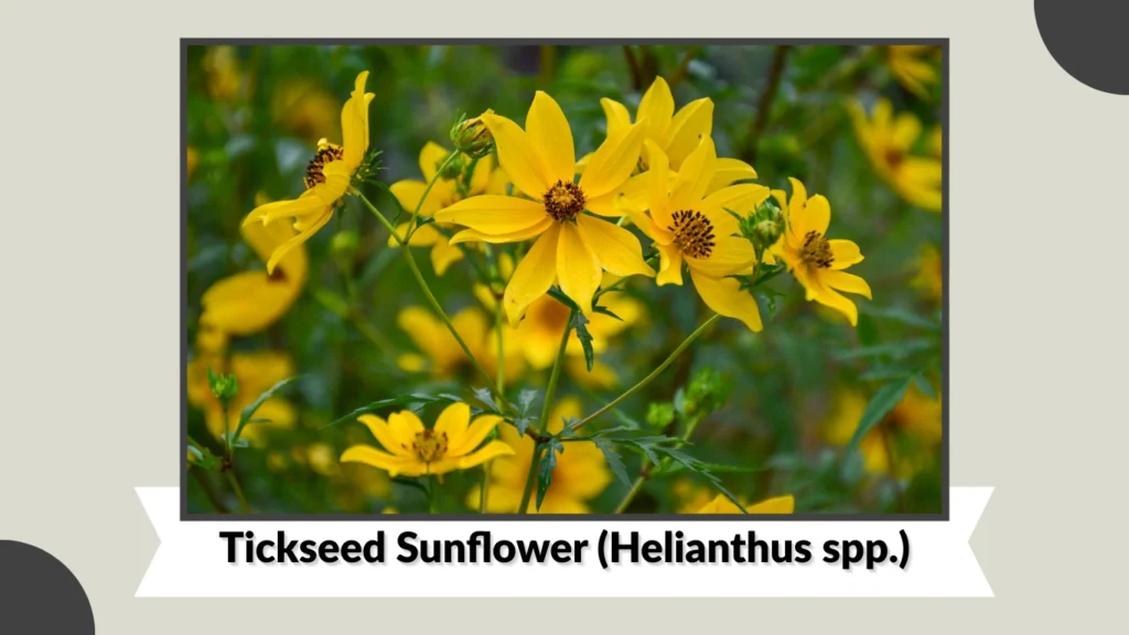Tickseed Sunflower (Helianthus spp.)