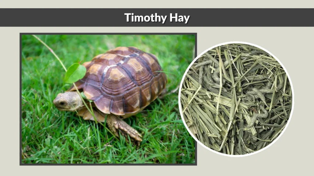 Timothy Hay
