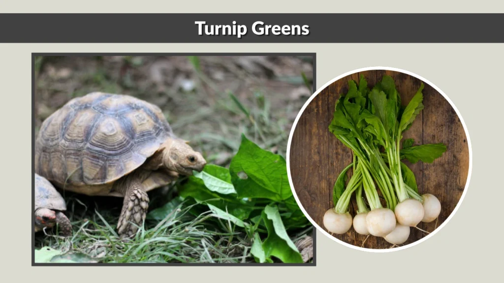Turnip Greens