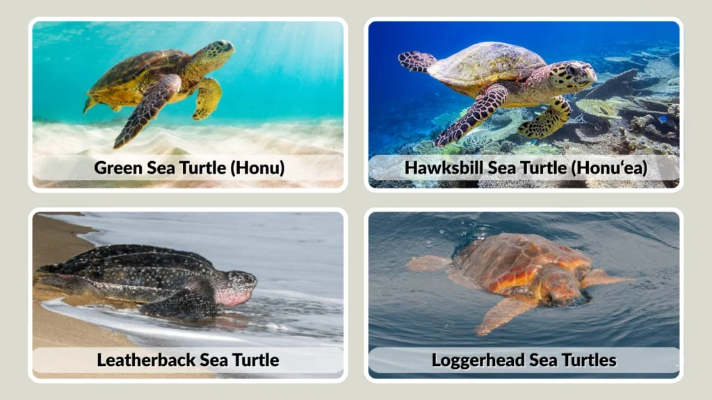 Types of Sea Turtles in Hawaii