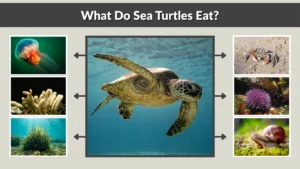What Do Sea Turtles Eat 12 Common Foods They Love to Eat 