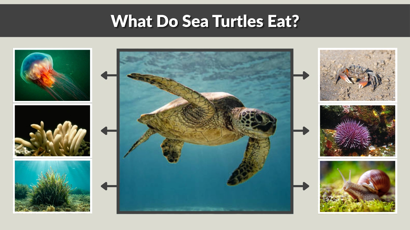 What Do Sea Turtles Eat 12 Common Foods They Love to Eat 