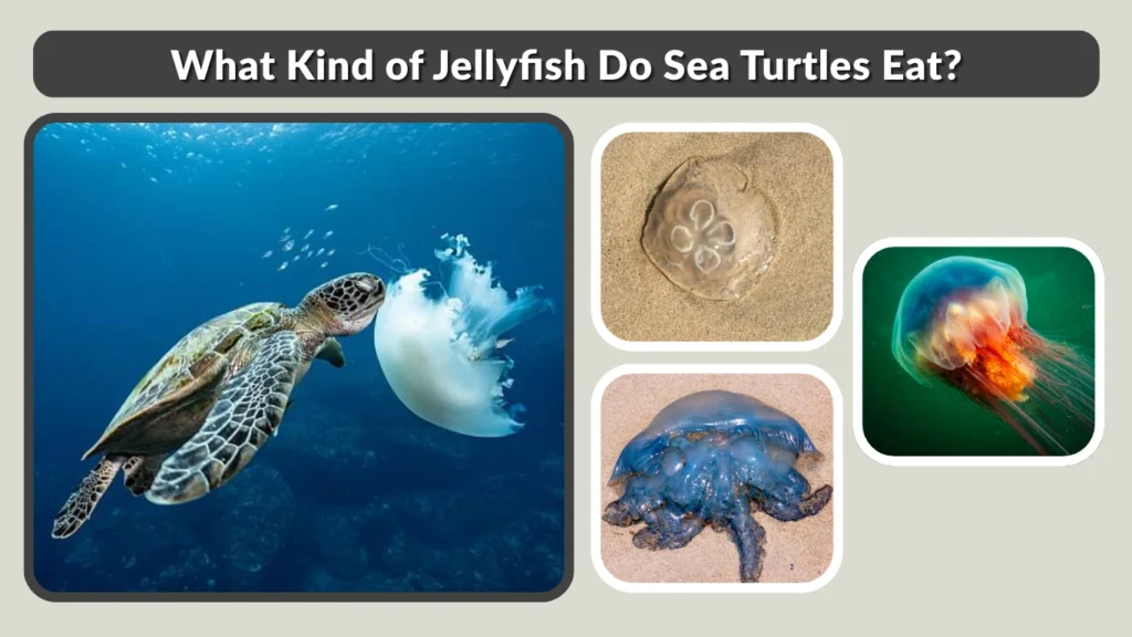 What Kind of Jellyfish Do Sea Turtles Eat