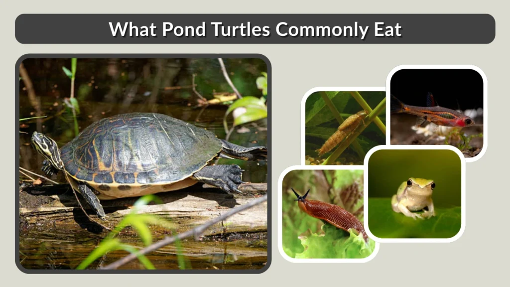 What Pond Turtles Commonly Eat