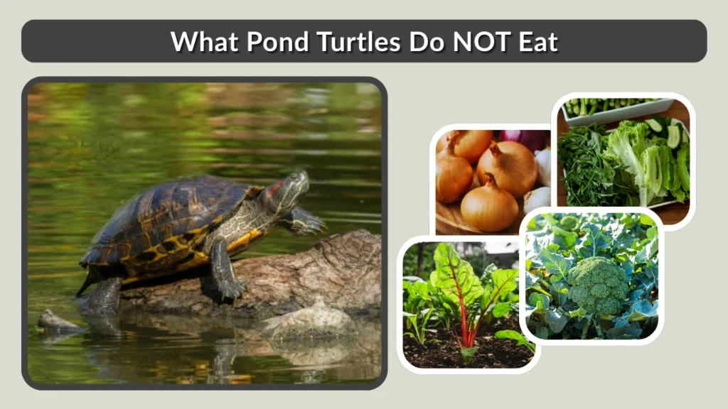 What Pond Turtles Do NOT Eat