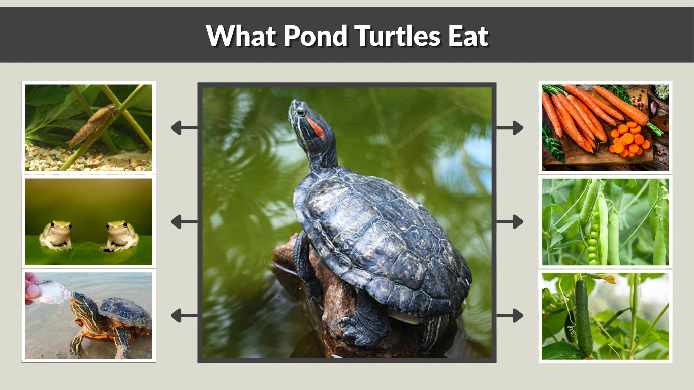 What Pond Turtles Eat Wild & Captive Diet Guide