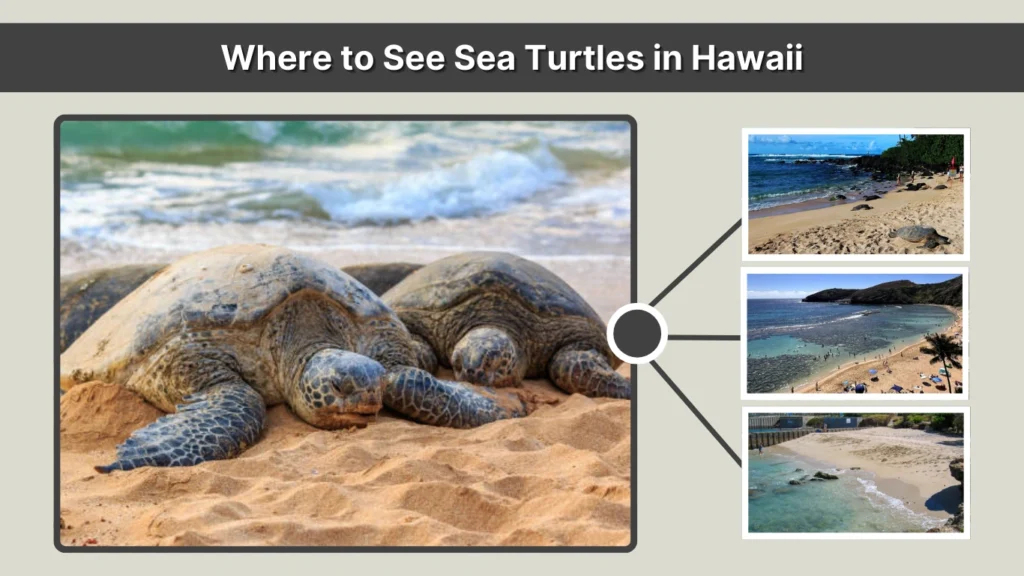 Where to See Sea Turtles in Hawaii