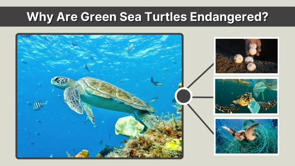 Why Are Green Sea Turtles Endangered