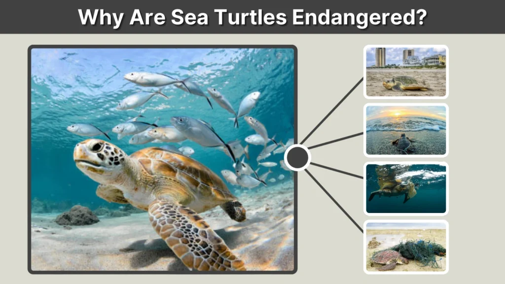 Why Are Sea Turtles Endangered