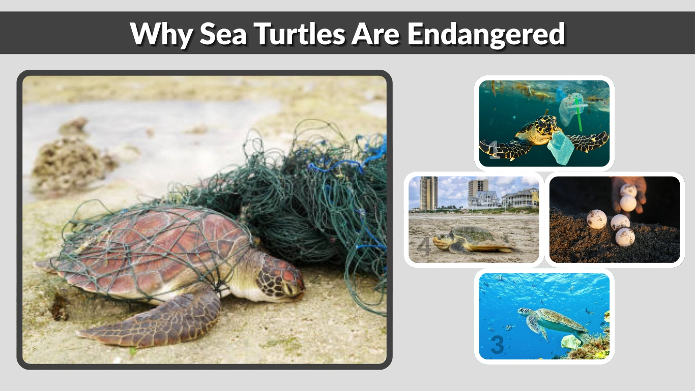 Why Sea Turtles Are Endangered Causes & Solutions