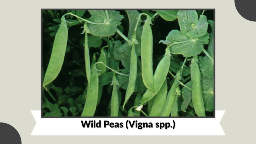 Wild Peas (Vigna spp.)
