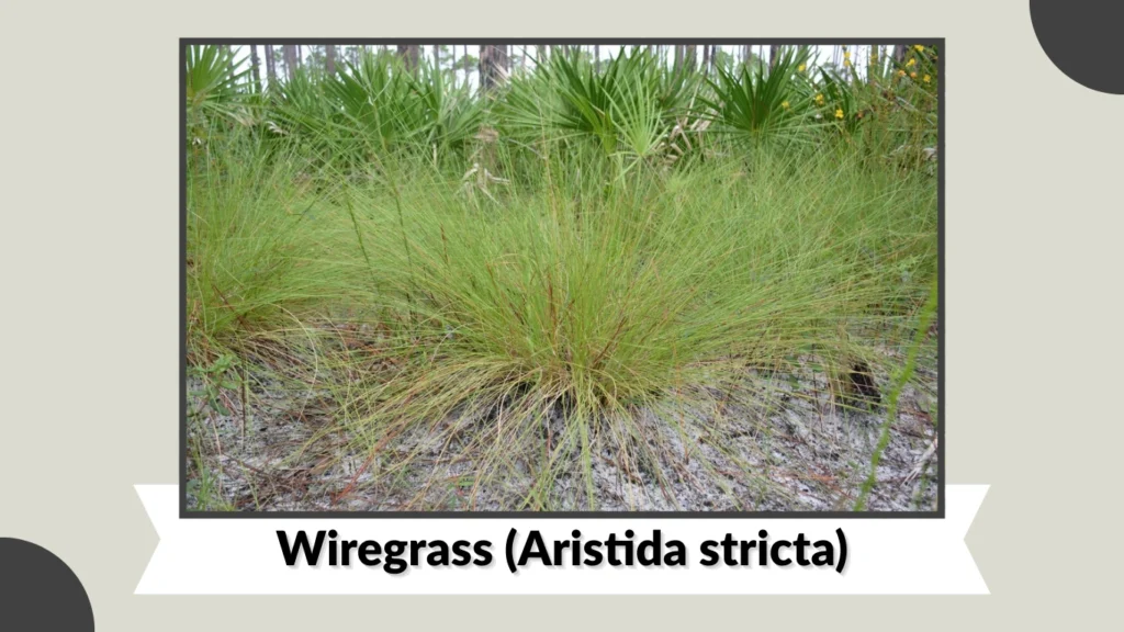 Wiregrass (Aristida stricta)