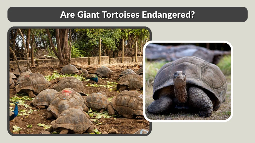Are Giant Tortoises Endangered