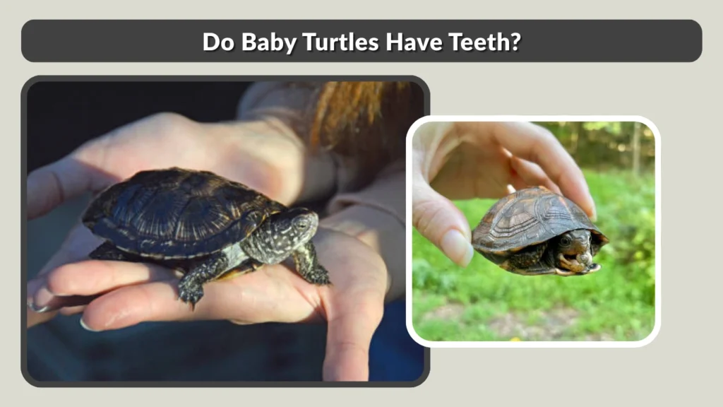 Do Baby Turtles Have Teeth