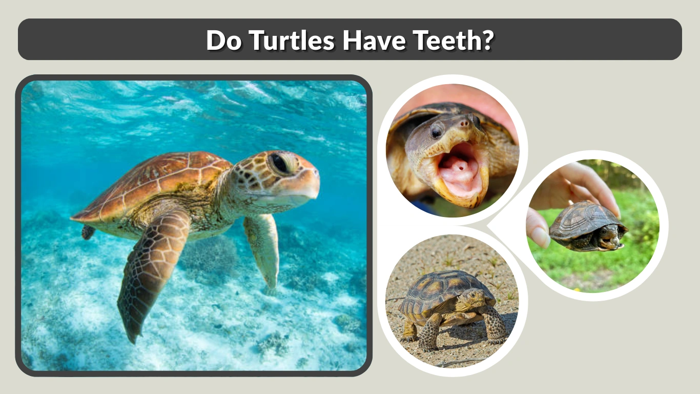 Do Turtles Have Teeth Mouth Structure, Bites, and Feeding