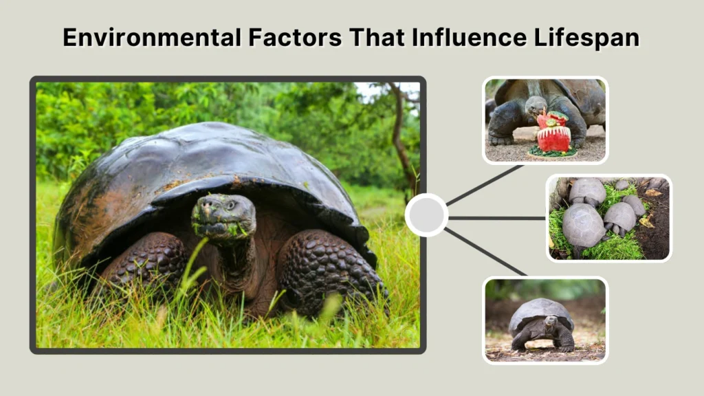 Environmental Factors That Influence Lifespan