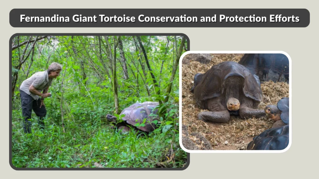 Fernandina Giant Tortoise Conservation and Protection Efforts