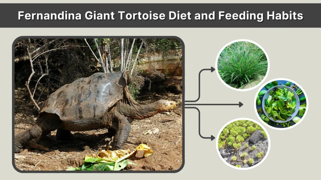 Fernandina Giant Tortoise Diet and Feeding Habits