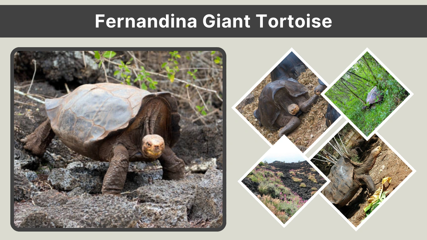 Fernandina Giant Tortoise Identification, Habitat, and Facts