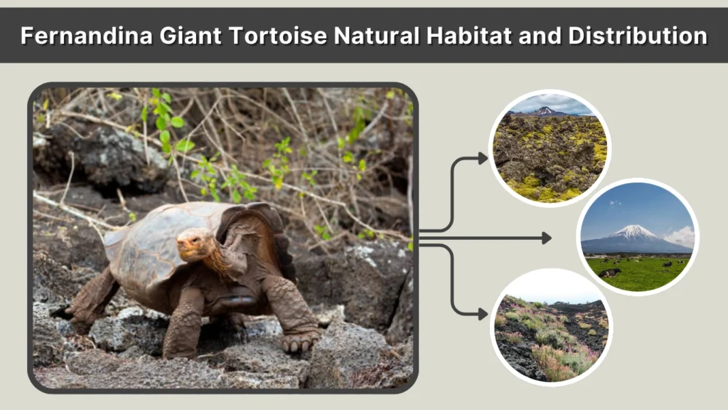 Fernandina Giant Tortoise Natural Habitat and Distribution