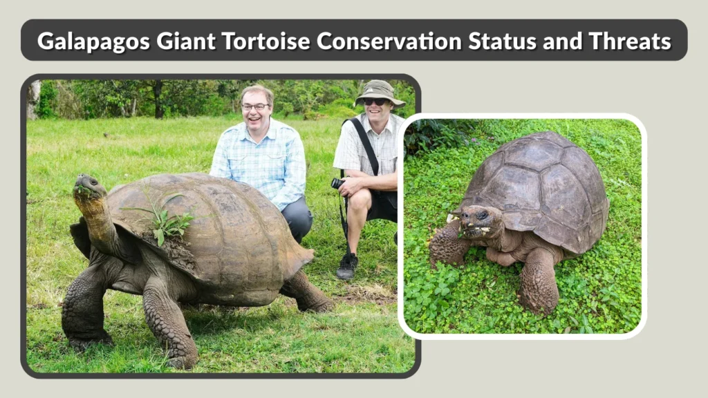 Galapagos Giant Tortoise Conservation Status and Threats