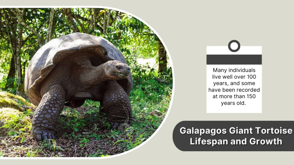 Galapagos Giant Tortoise Lifespan and Growth