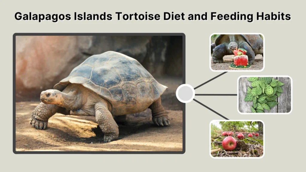 Galapagos Islands Tortoise Diet and Feeding Habits