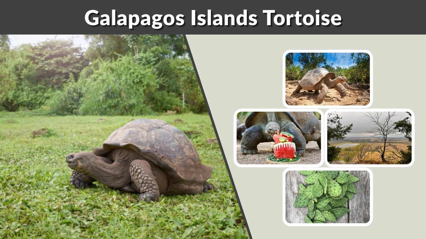 Galapagos Islands Tortoise Facts, Habitat, Size & Lifespan