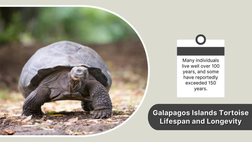 Galapagos Islands Tortoise Lifespan and Longevity