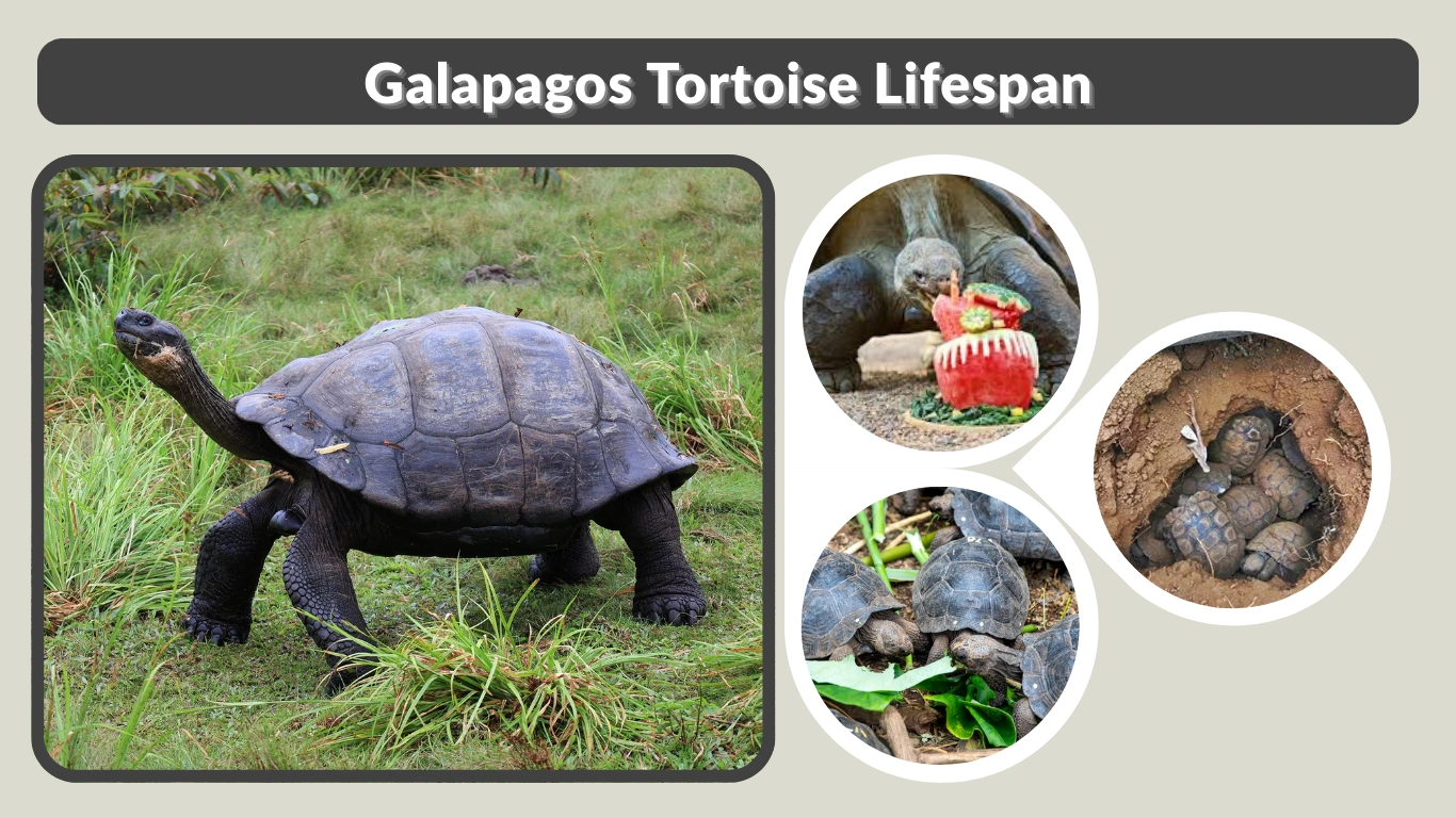 Galapagos Tortoise Lifespan How Long Do They Really Live