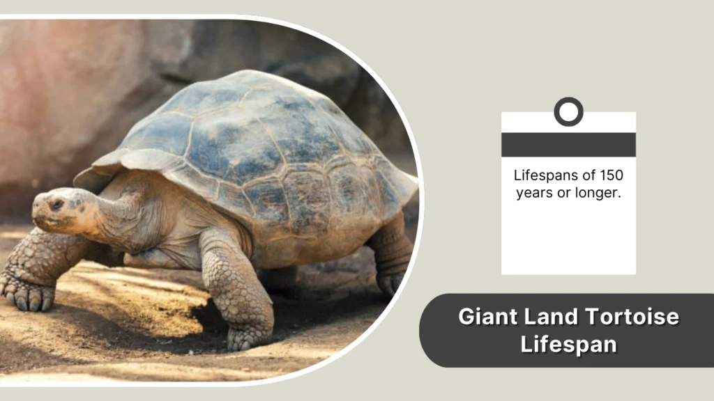 Giant Land Tortoise Lifespan
