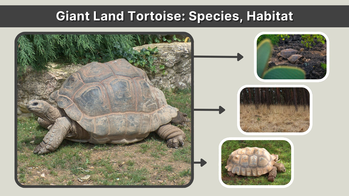 Giant Land Tortoise Species, Habitat, and Lifespan