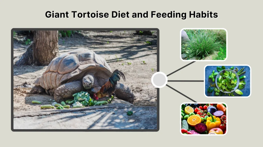 Giant Tortoise Diet and Feeding Habits