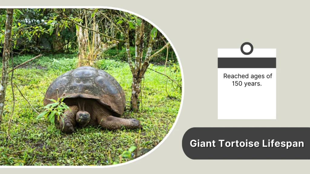 Giant Tortoise Lifespan