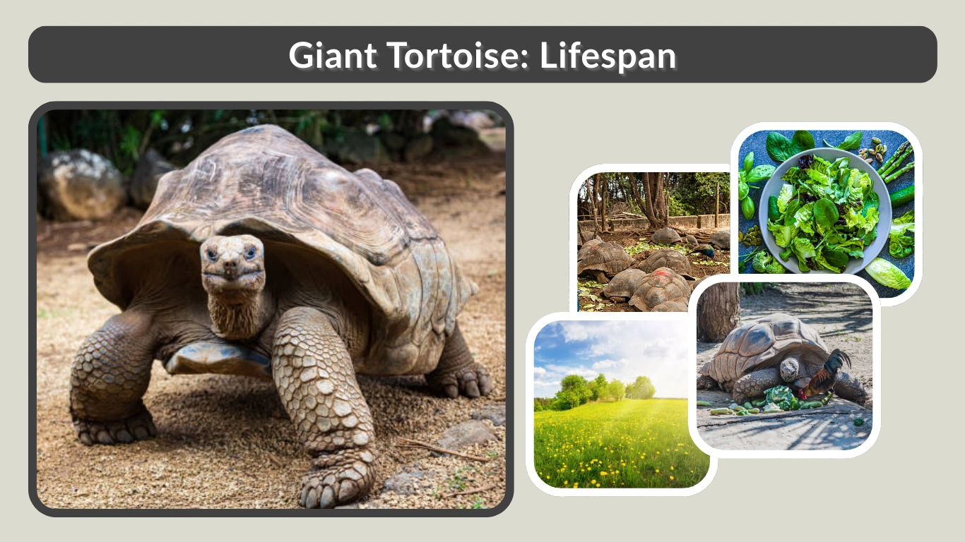 Giant Tortoise Lifespan, Habitat, Diet, and Facts