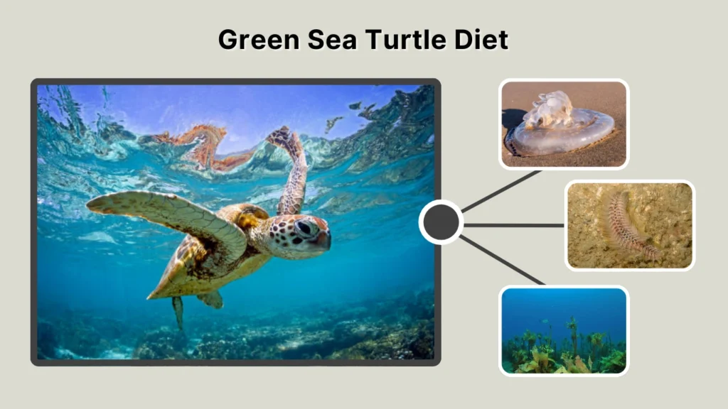 Green Sea Turtle Diet