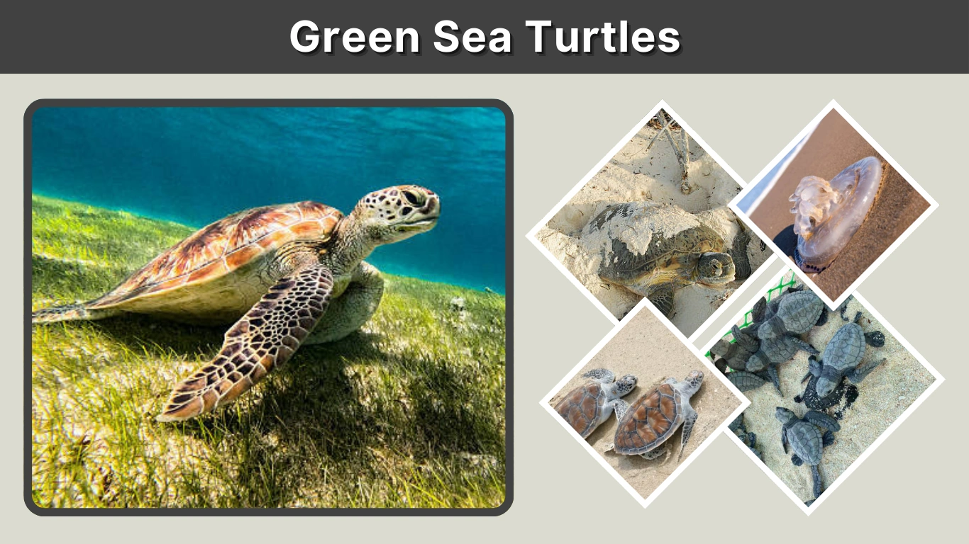 Green Sea Turtles Habitat, Diet, Facts, and Life Cycle