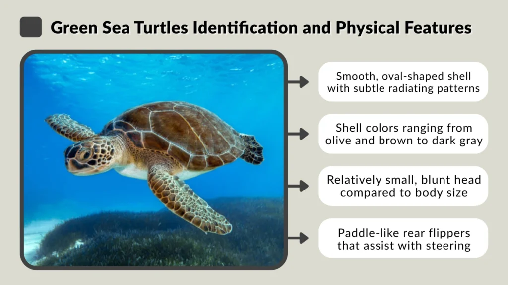 Green Sea Turtles Identification and Physical Features