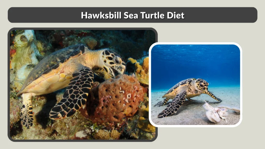 Hawksbill Sea Turtle Diet