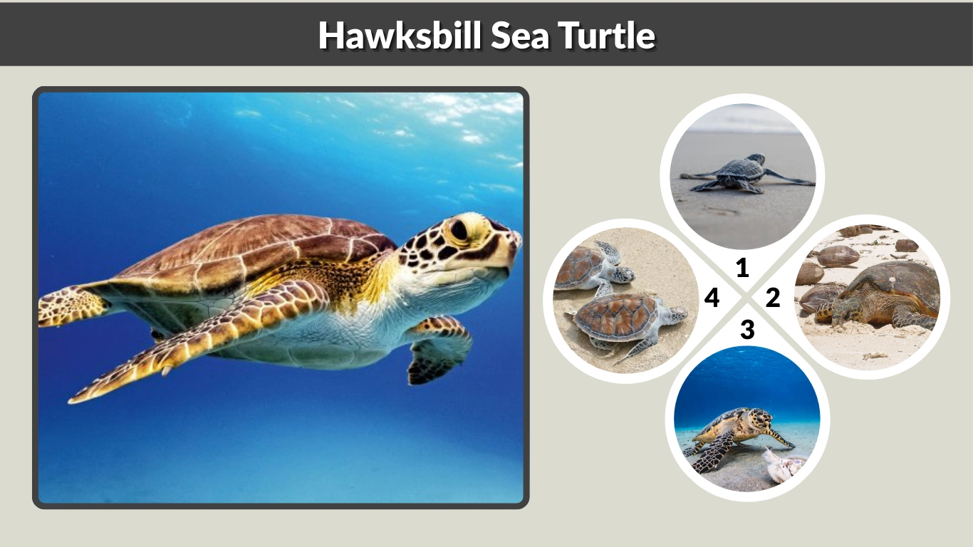 Hawksbill Sea Turtle Facts, Habitat, Diet, and Conservation