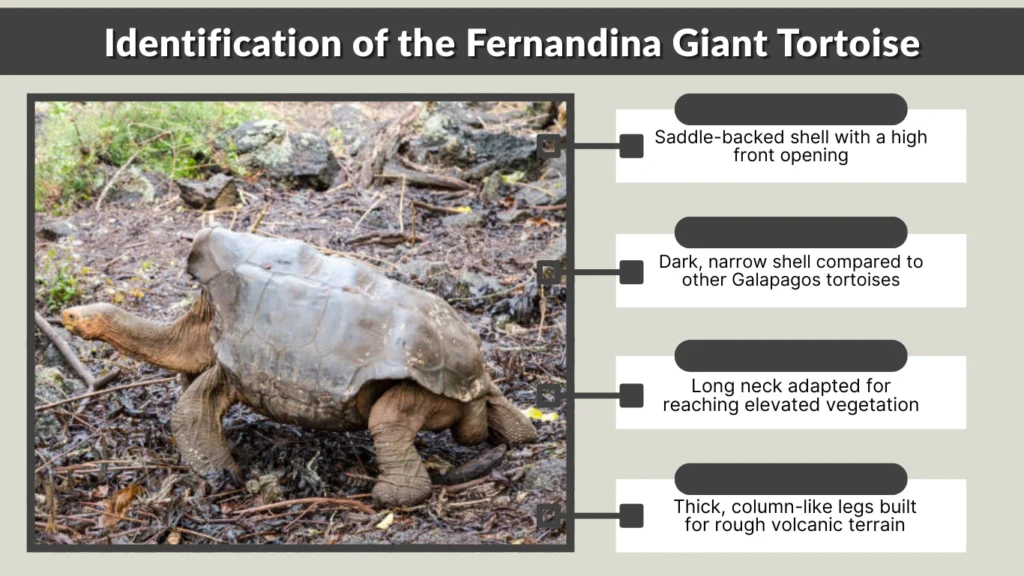 Identification of the Fernandina Giant Tortoise