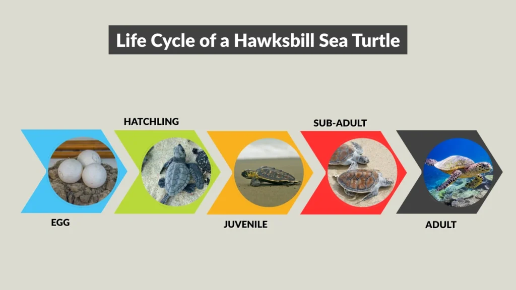 Life Cycle of a Hawksbill Sea Turtle