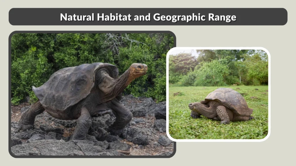 Natural Habitat and Geographic Range