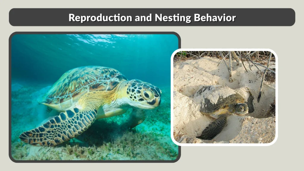 Reproduction and Nesting Behavior